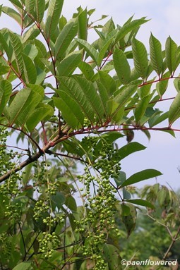 Branch with leaves and young fruit